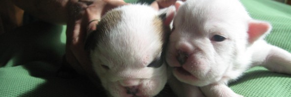 Щенки  английского бульдога, возраст 14 дней / Puppies 14 days old