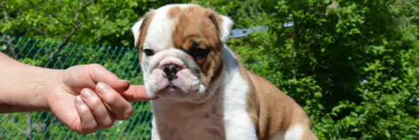 Продаются щенки английского бульдога / Bulldog puppy for sale
