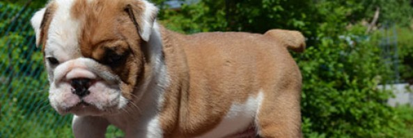 Продаются щенки английского бульдога / Bulldog puppies for sale