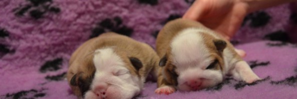 Родились щенки английского бульдога / Bulldog Puppies were born
