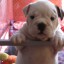 Продаются щенки английского бульдога / Bulldog Puppies for sale